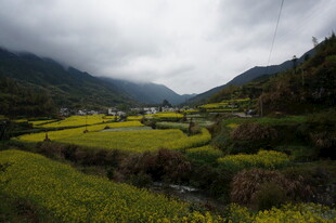 山间油菜田乡村美景
