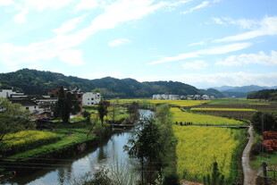 乡村河畔油菜田美景