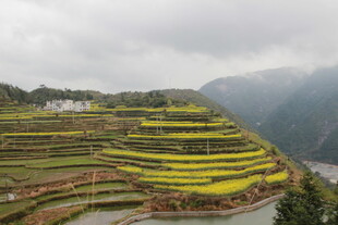 山间梯田油菜花美景