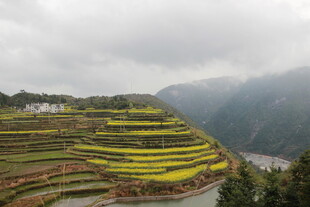梯田油菜花海山间美景