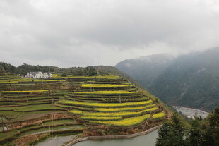 梯田油菜花景观