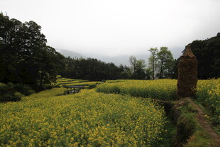金黄油菜田中的乡村景致