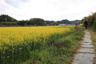 乡间石板路旁的金黄油菜花