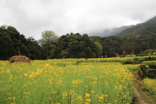春日黄花田野风光图