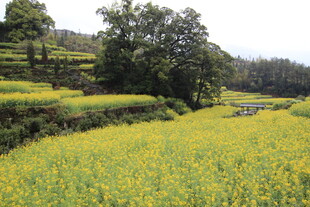金黄油菜花田乡村美景