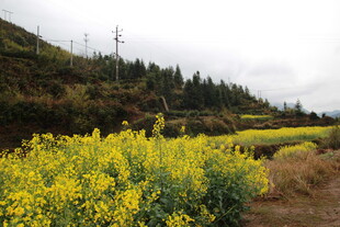 山间灿烂的黄色油菜花田