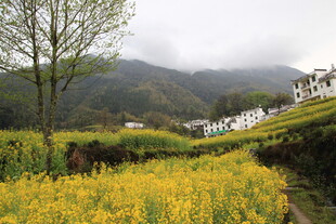 春日山间金黄花田美景