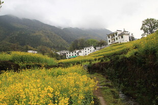 山间油菜花开的美丽景致