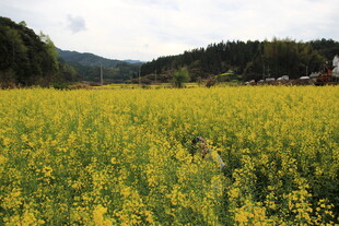 金黄油菜田 乡村春日美景