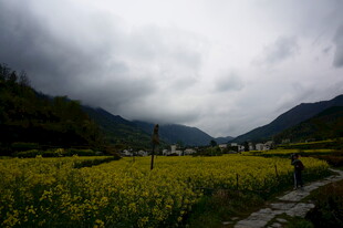 山间油菜花海 云雾缭绕