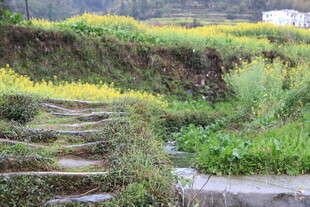 山间石阶旁的田园景致