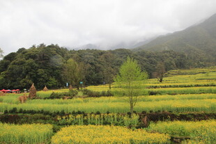 山间油菜田美景