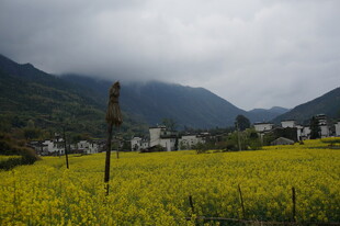 山间油菜田 乡村美景