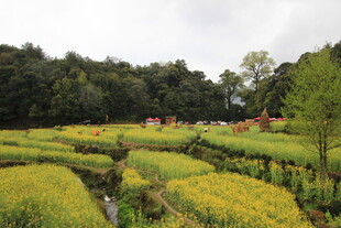 田园多彩稻田美景