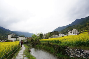 山间田园油菜花美景