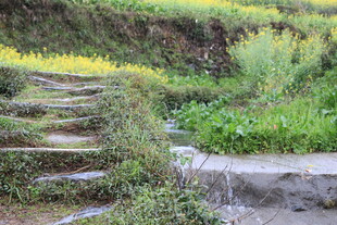 山间小径旁的多彩田园风光