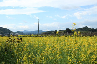 金黄油菜田 田园好风光