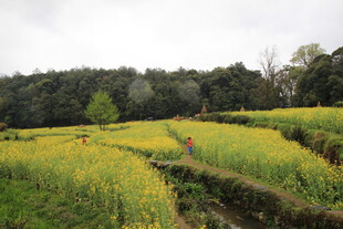 田园风光中的农人劳作