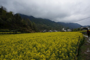 金黄油菜田与远山村落
