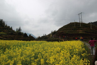 山间油菜花海中的行人