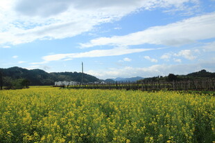 金黄油菜田 远山蓝天景