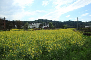 春日油菜花海田园风光