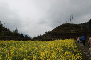 山间油菜花海中的漫步人群