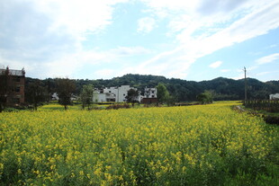 春日油菜田中的乡村景致