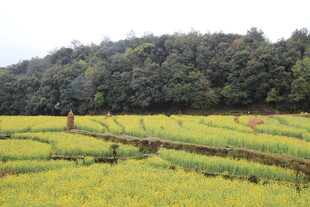 金黄稻田与葱郁树林景观