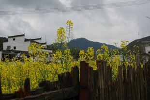 乡村田园油菜花美景