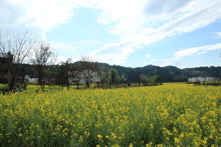 春日油菜花海田园风光