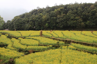 金黄梯田与葱郁山林美景