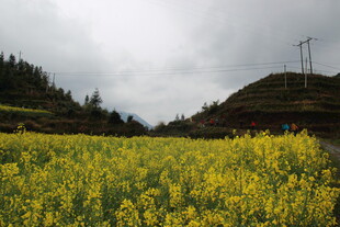 山间油菜花海美景