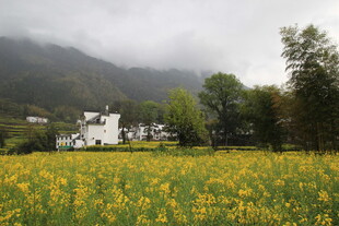 山间黄花田中的美丽村落