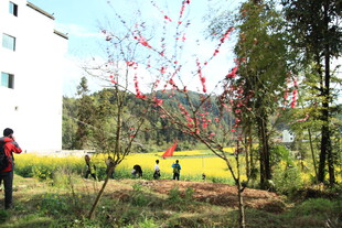 春日户外人群赏景画面