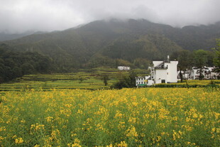 田园油菜花景 远山近舍