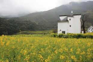 田园白屋旁的灿烂油菜花田