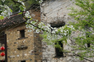 古宅旁绽放的素雅花枝