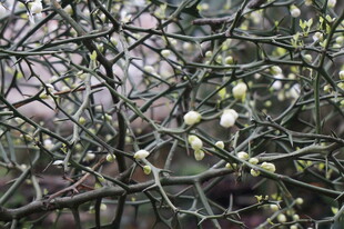 带刺植物上的白色小花
