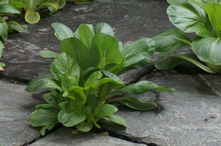 石缝中生长的嫩绿青菜