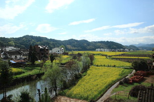 田园风光 金黄花海伴小河