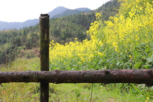 田野木栏与烂漫油菜花
