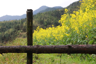 木栅栏前的灿烂油菜花田