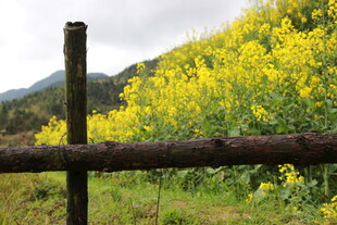 田园木栏旁的灿烂油菜花