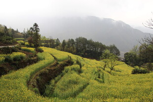 山间梯田油菜花美景