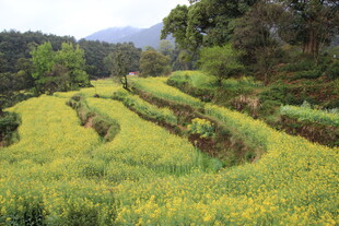 梯田黄花美景如画