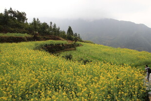 山间油菜花田中的行人