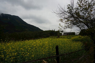 山间油菜田 田园好风光