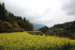 金黄油菜田 山林间美景
