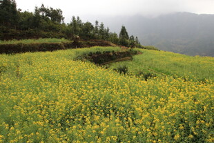 金黄油菜田 山间田园美景